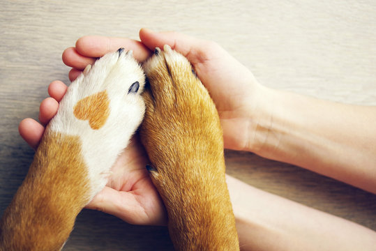 Amor pelos pets